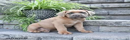 Cane Corso dogs for sale: Jace - Ad 3