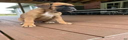 Boxer dogs for sale: Chico - Ad 3