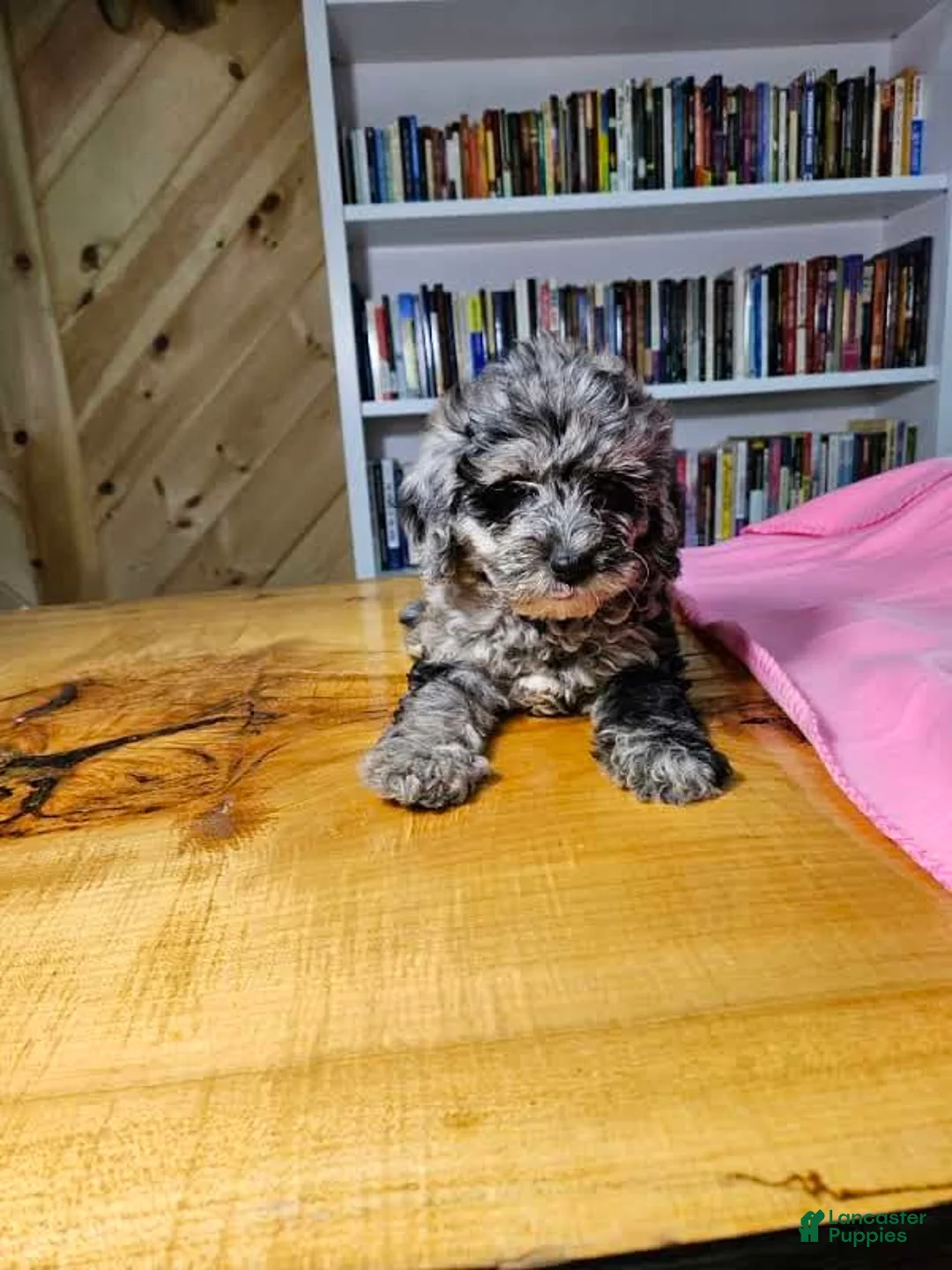Mixed Breed dogs for sale: Speckles - Ad 4