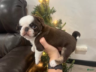 Pug dogs Taz - Ad 30