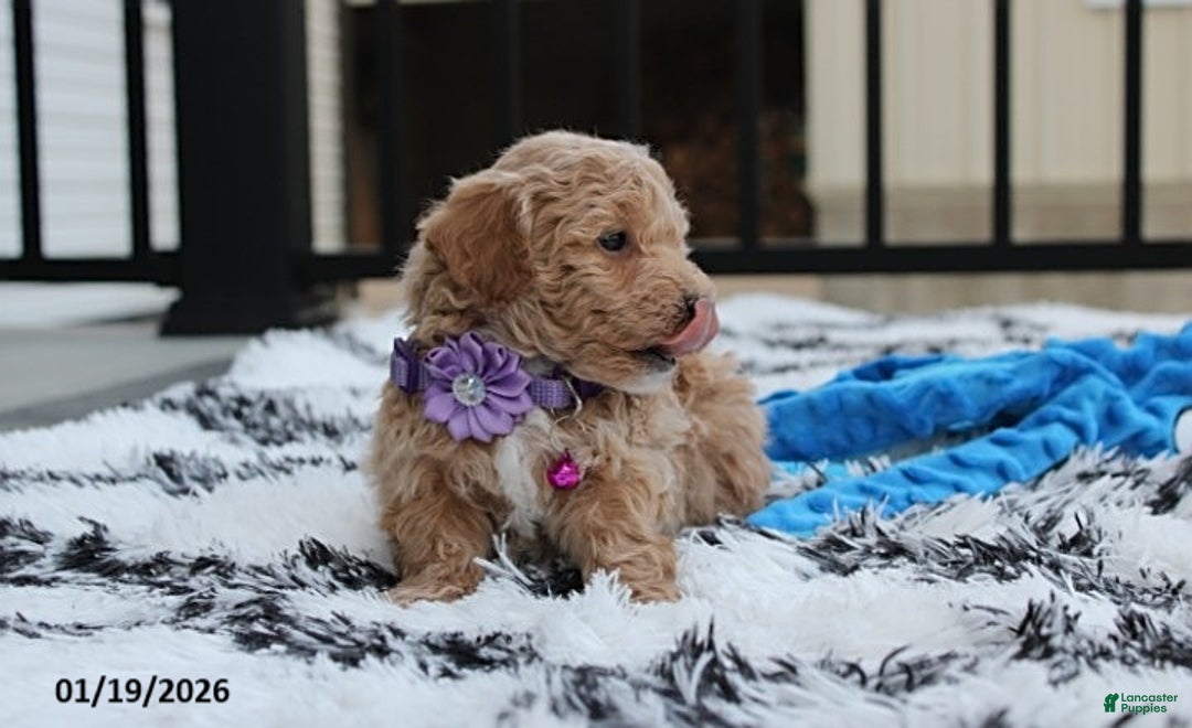 Bichpoo dogs for sale: Riley - Ad 3