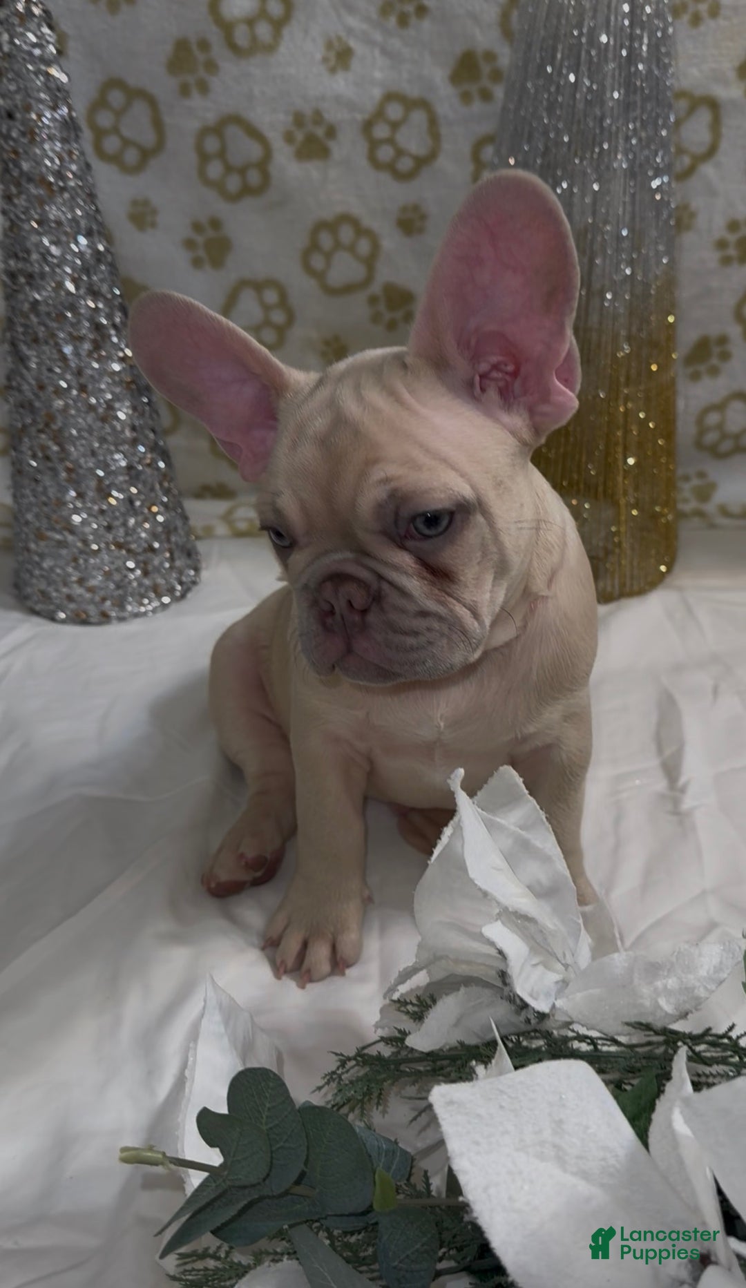 French Bulldog dogs for sale: Wolverine  - Ad 4