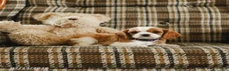 Cavalier King Charles Spaniel dogs for sale: Dora - Ad 3