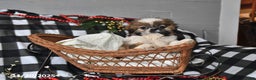 Shih Tzu dogs for sale: Darrin - Ad 9