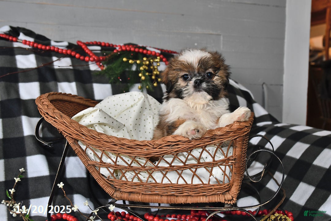 Shih Tzu dogs for sale: Darrin - Ad 9