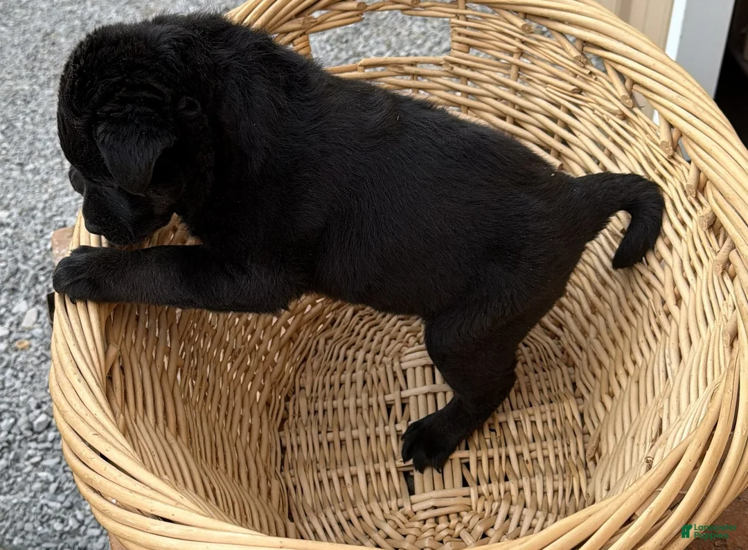 Rottweiler dogs for sale: Rottweiler Puppy 4 Rex - Ad 2