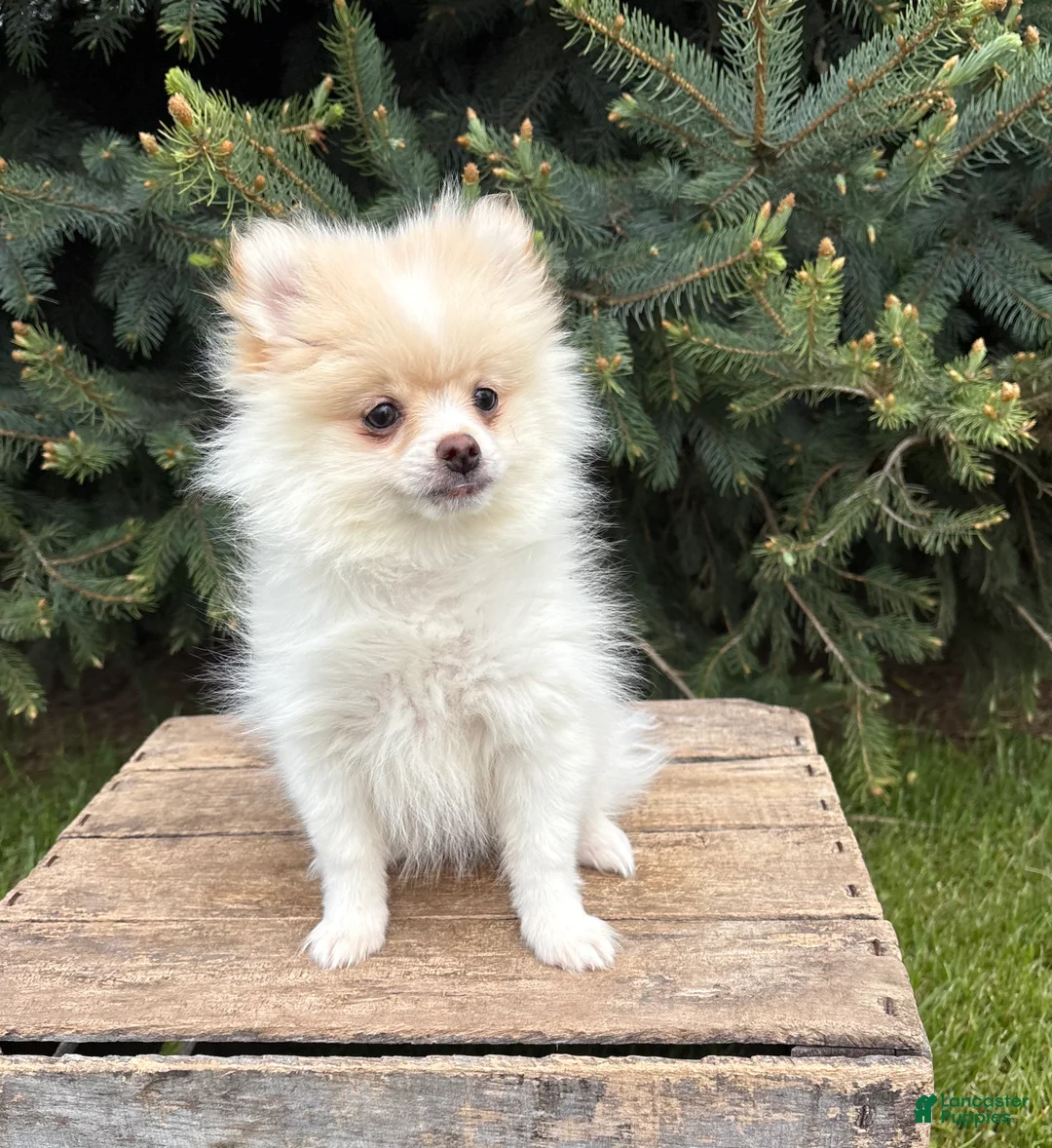 Pomeranian dogs for sale: Zeppelin - Ad 2