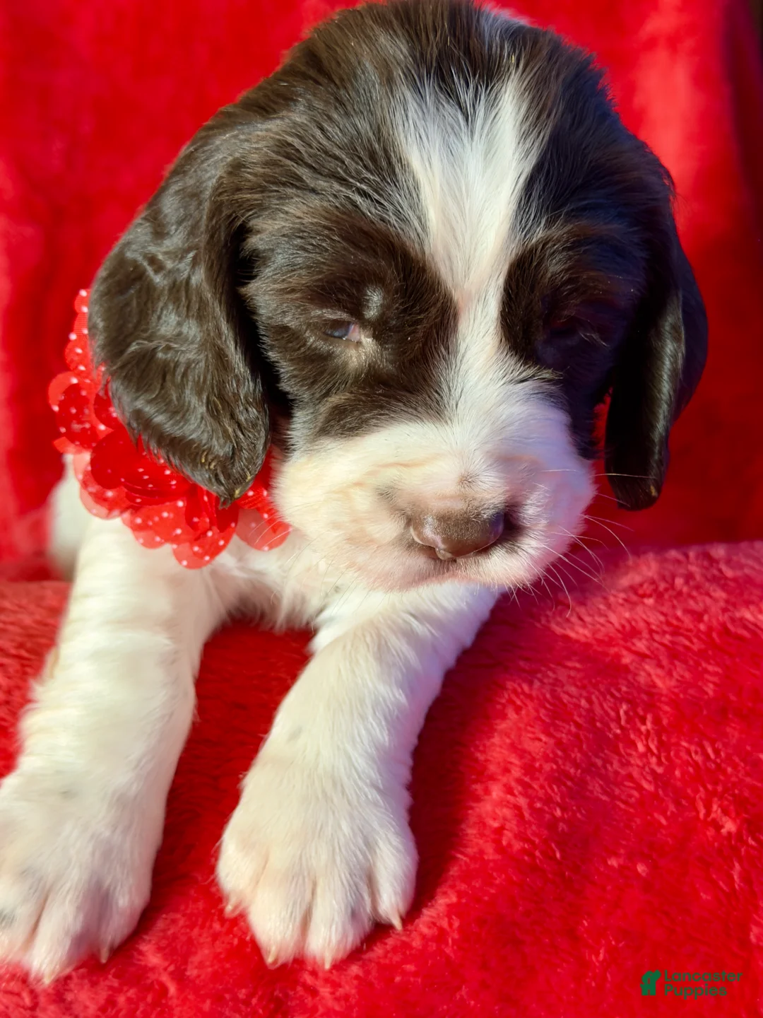 English Springer Spaniel dogs for sale: English Springer Spaniel Puppy 1 - Ad 4