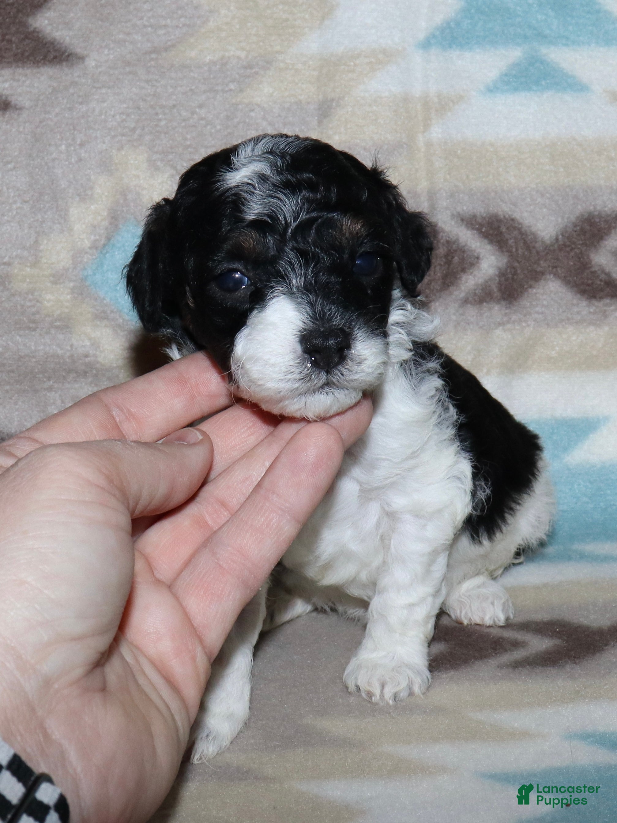 Miniature Poodle dogs Harlee’s Bk&W male - Ad 17