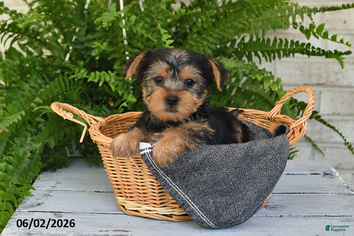 Yorkshire Terrier dogs for sale: Tinker - Ad 4