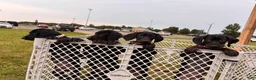 Mixed Breed dogs for sale: Toast - Ad 3