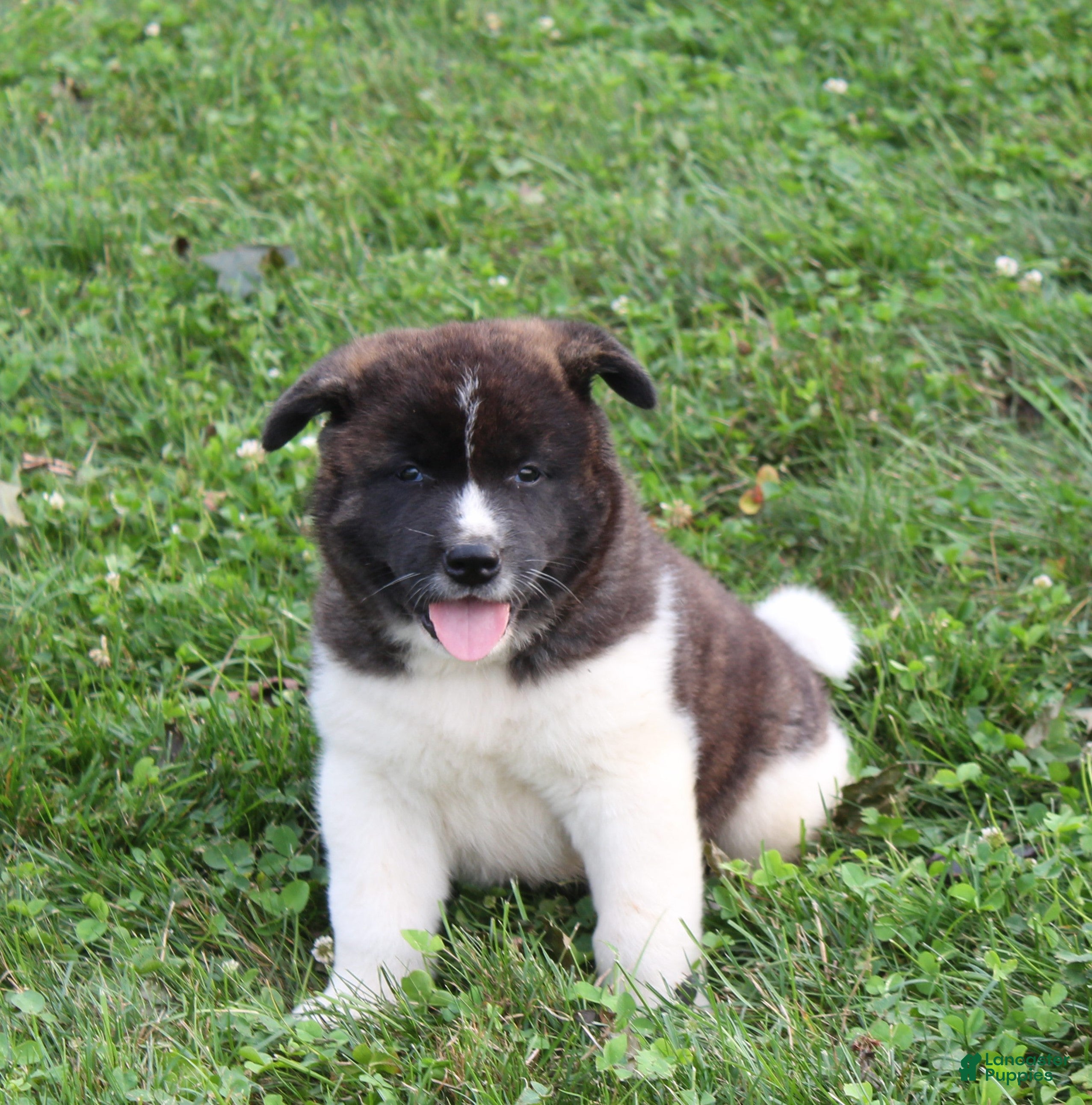 Akita dogs Akita 2 - Ad 1
