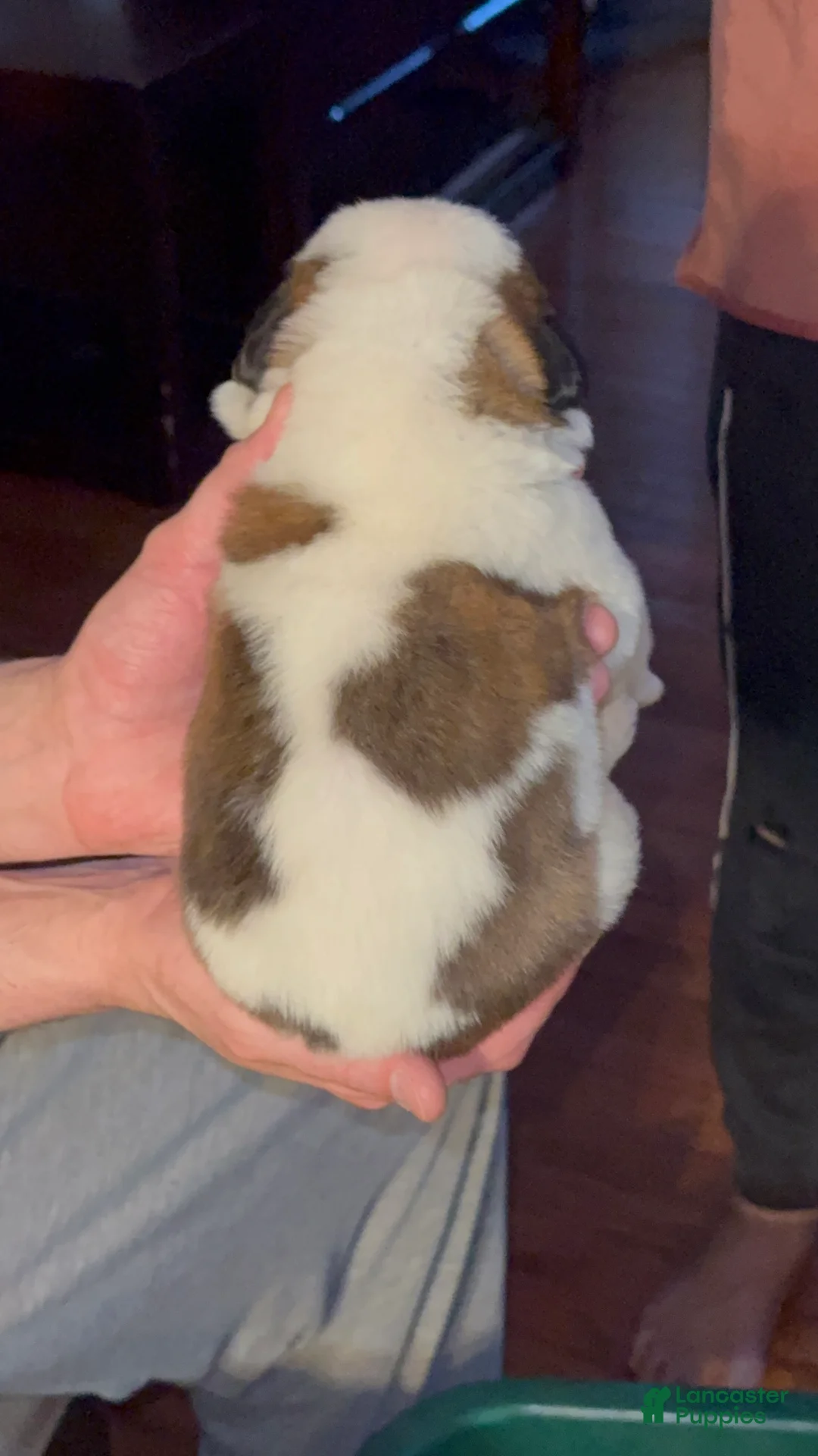 Saint Bernard dogs for sale: Tugs - Ad 2