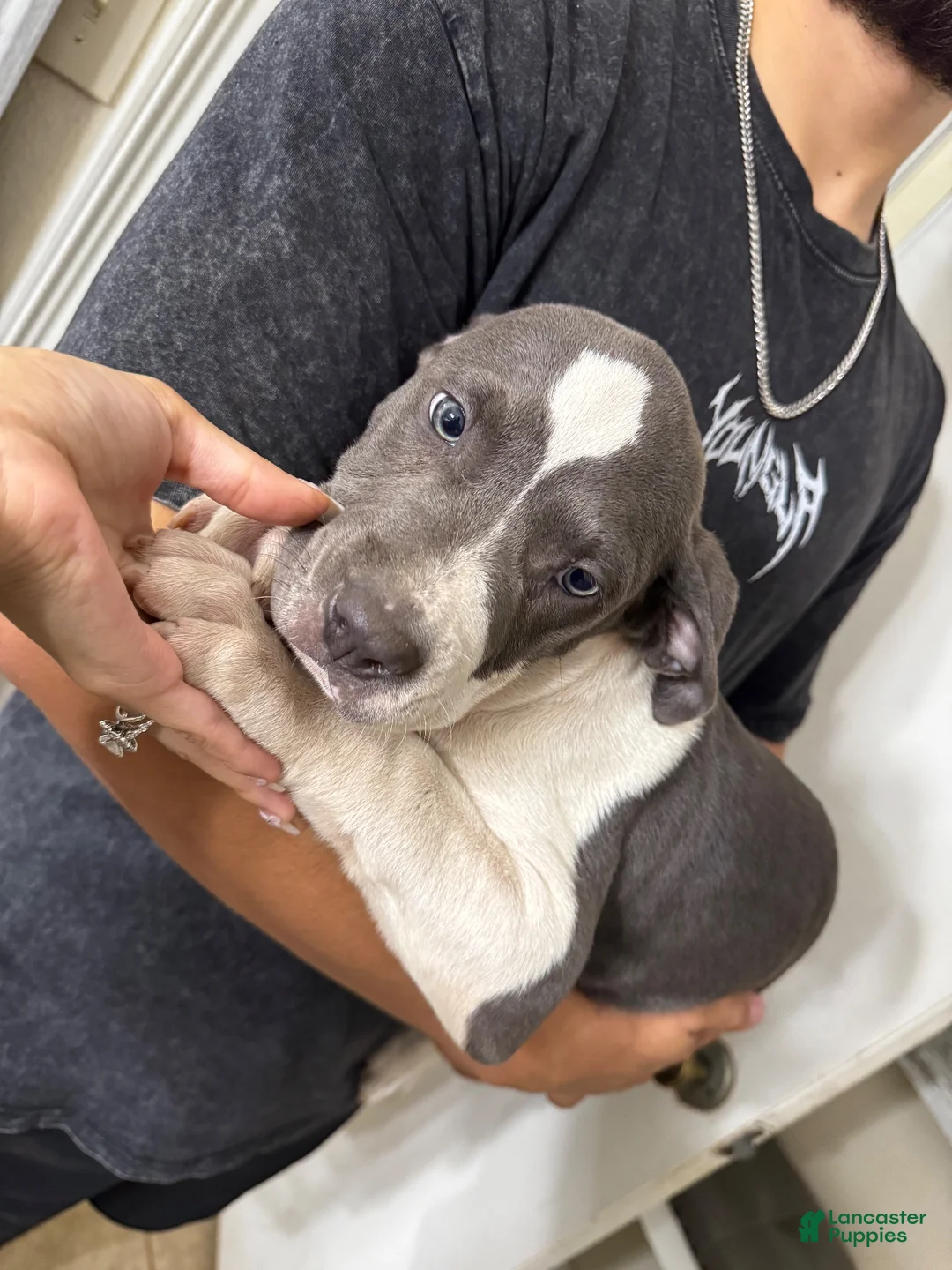 American Pit Bull Terrier dogs for sale: Droopy - Ad 1