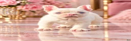 French Bulldog dogs for sale: Pink Bear  - Ad 11