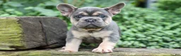 French Bulldog dogs for sale: Finley 🐶 - Ad 4