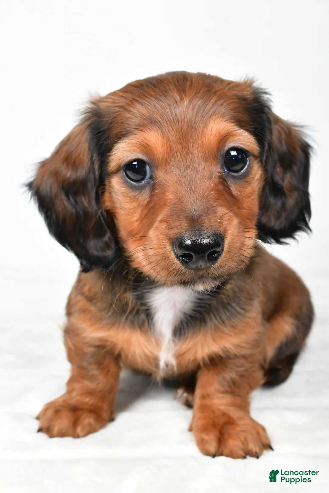 Miniature Dachshund dogs for sale: Chloe - Ad 2
