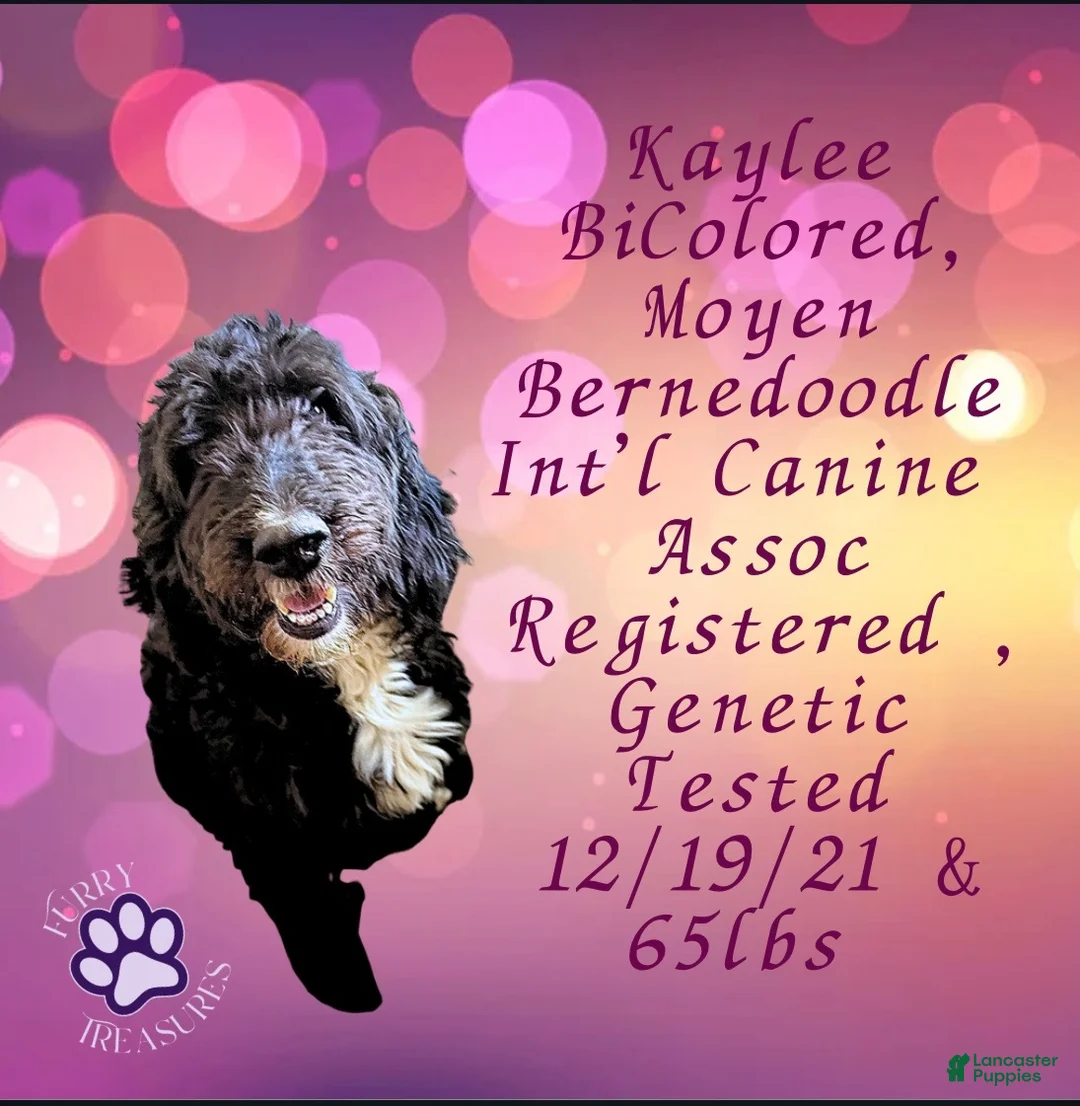 Mixed Breed dogs for sale: ⭐ Varek — Turquoise Collar • Male • Golden Mt Doodle - Ad 7