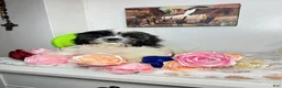 Shih Tzu dogs for sale: Cody - Ad 4