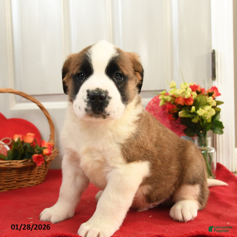 Saint Bernard dogs Happy - Ad 2