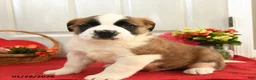 Saint Bernard dogs for sale: Happy - Ad 2