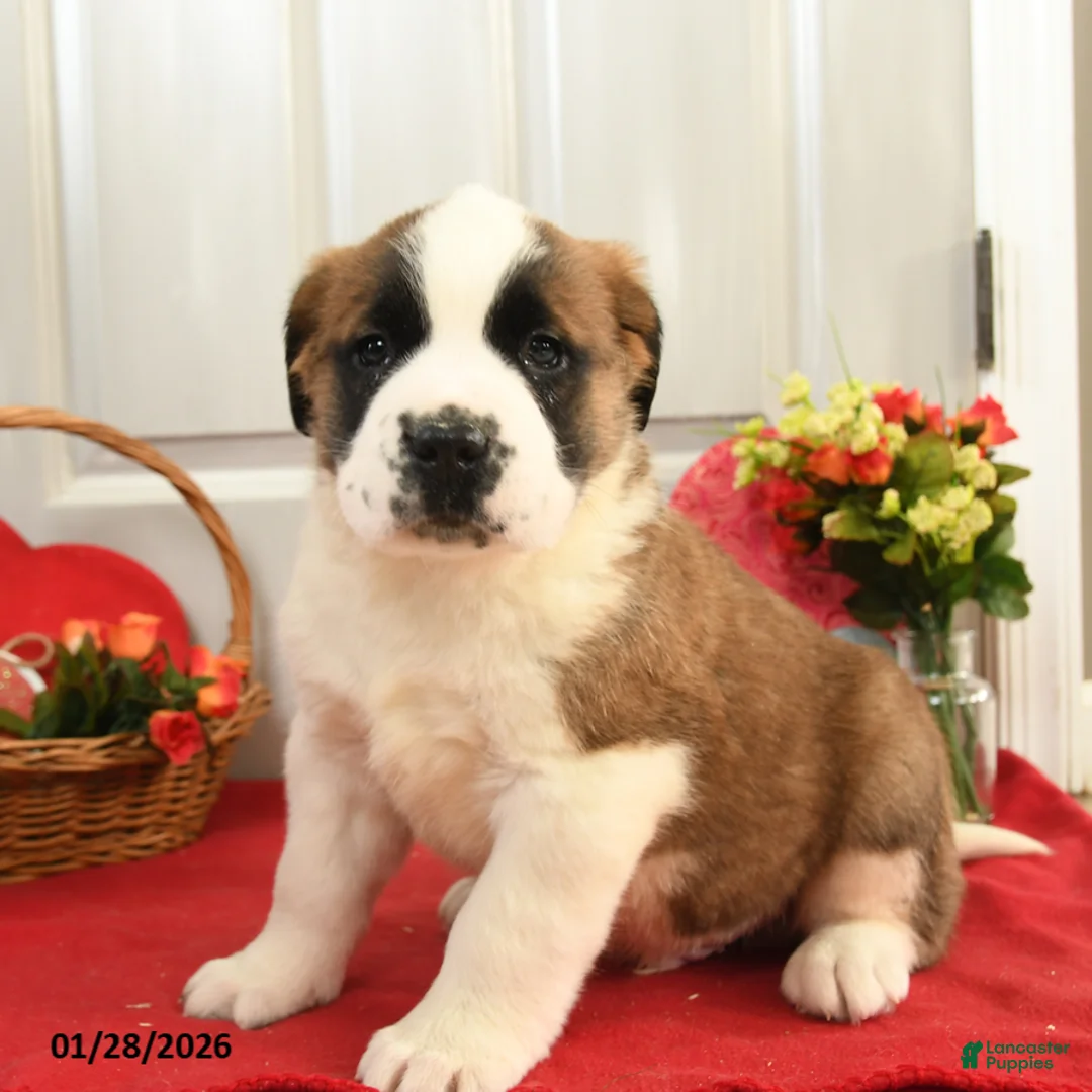 Saint Bernard dogs for sale: Happy - Ad 2