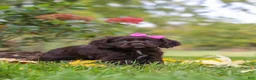 Cocker Spaniel dogs for sale: Autumn - Ad 6
