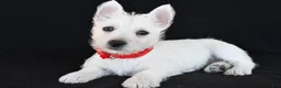 West Highland Terrier dogs for sale: Kelly - Ad 2