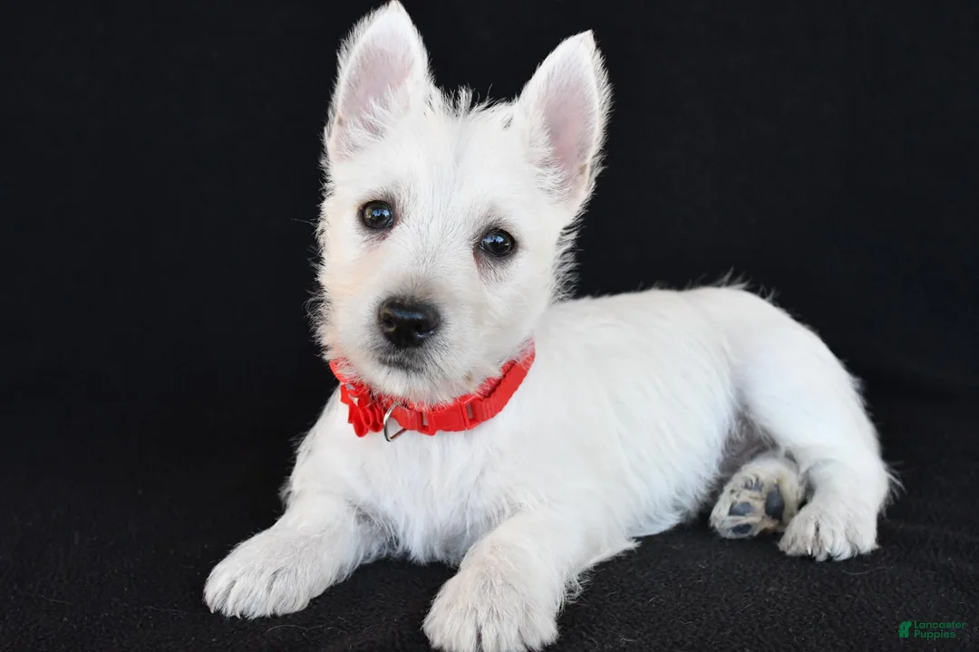 West Highland Terrier dogs for sale: Kelly - Ad 2