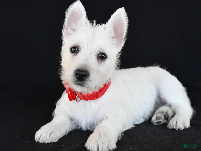 West Highland Terrier dogs for sale: Kelly - Ad 2