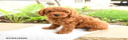 Miniature Poodle dogs for sale: Sleepy - Ad 5