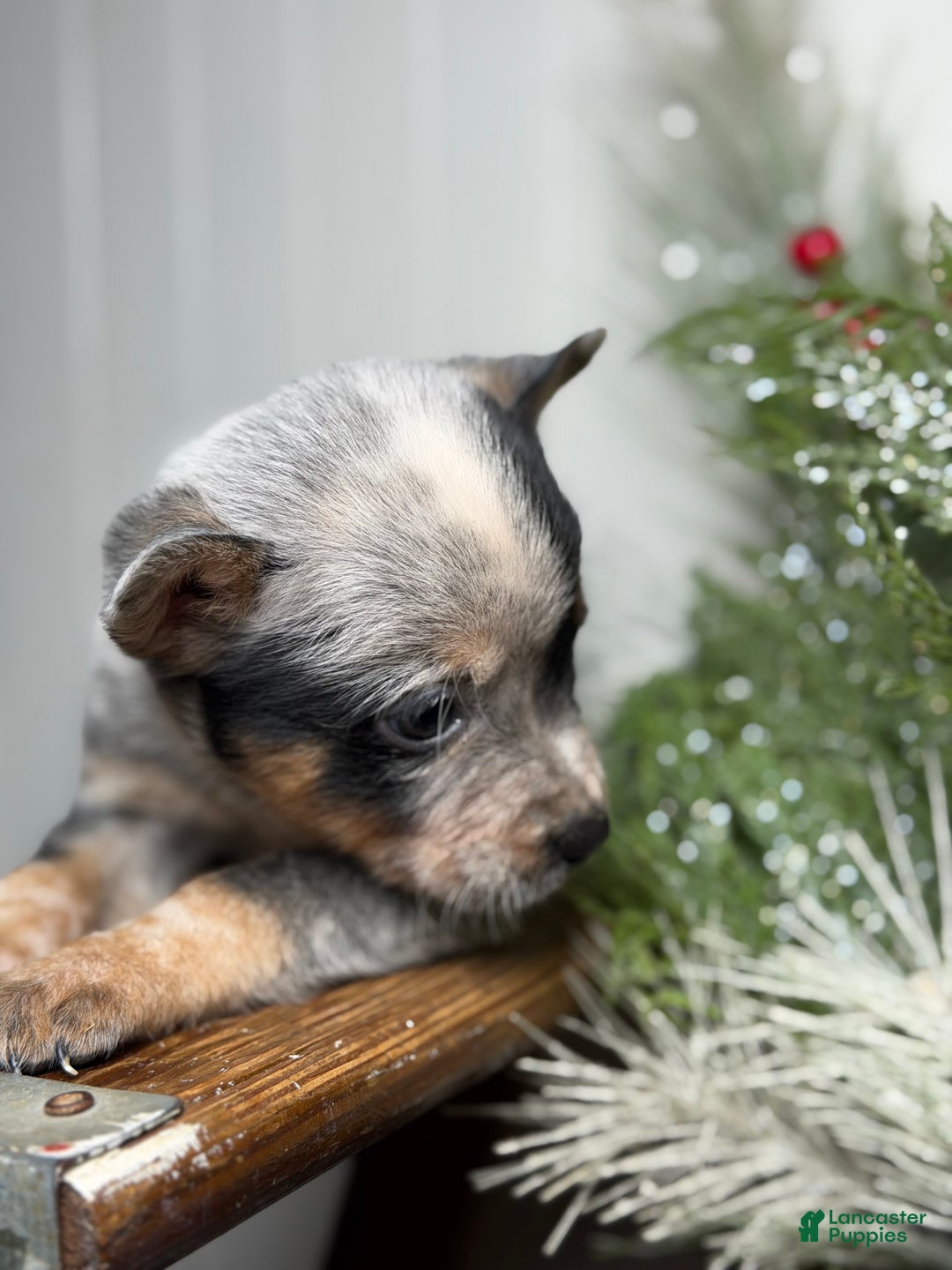 Australian Cattle Dog dogs for sale: Australian Cattle Dog Puppy 3 - Ad 2