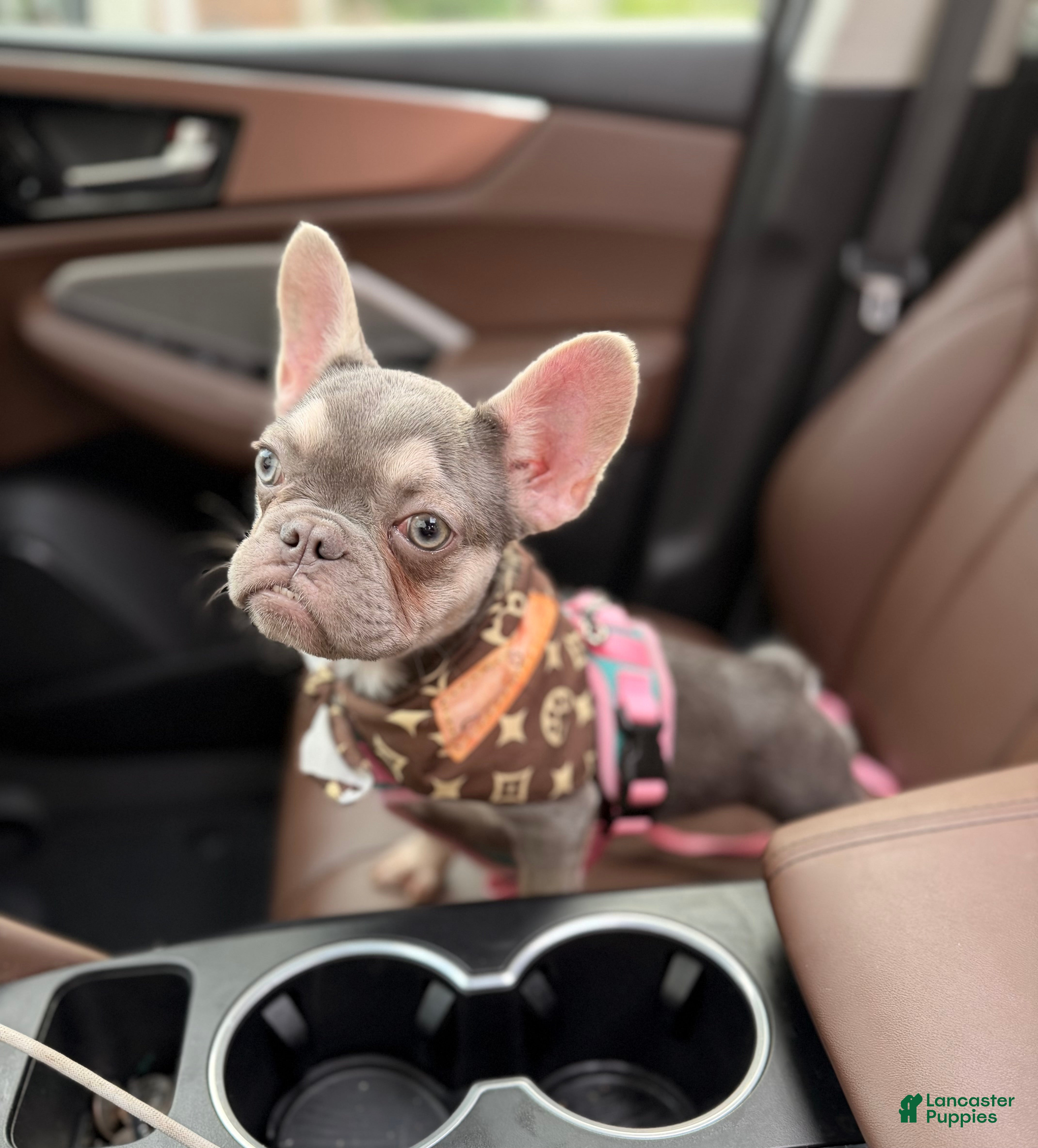French Bulldog dogs for sale: Lilac & Tan Rare Chanel - Ad 2