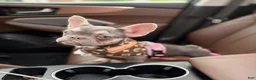 French Bulldog dogs for sale: Lilac & Tan Rare Frenchie female  - Ad 2