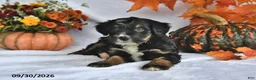 Bernedoodle dogs for sale: Jade - Ad 3