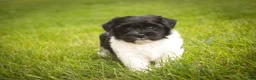 Havanese dogs for sale: Winnie Havanese  - Ad 7