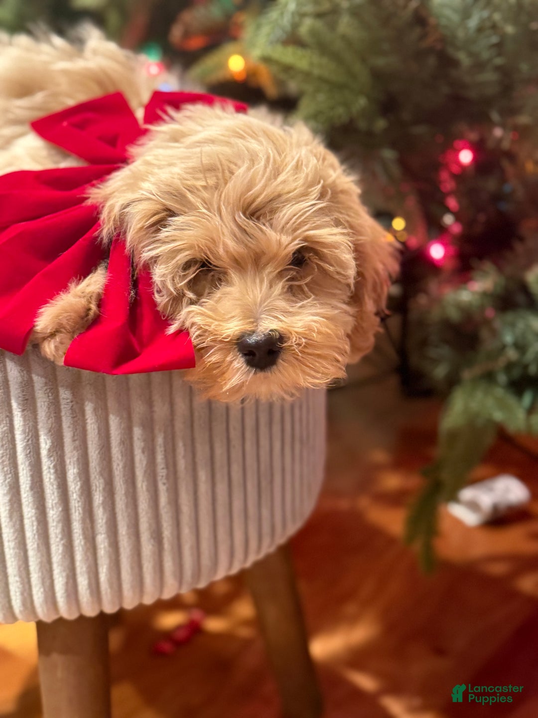 Mixed Breed dogs for sale: Mixed Breed Puppy 4 - Ad 1