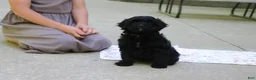 Cavapoo dogs for sale: Sadie - Ad 6