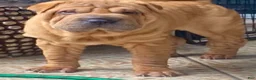 Shar Pei dogs for sale: Goose - Ad 9