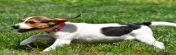 Beagle dogs for sale: Piper - Ad 11