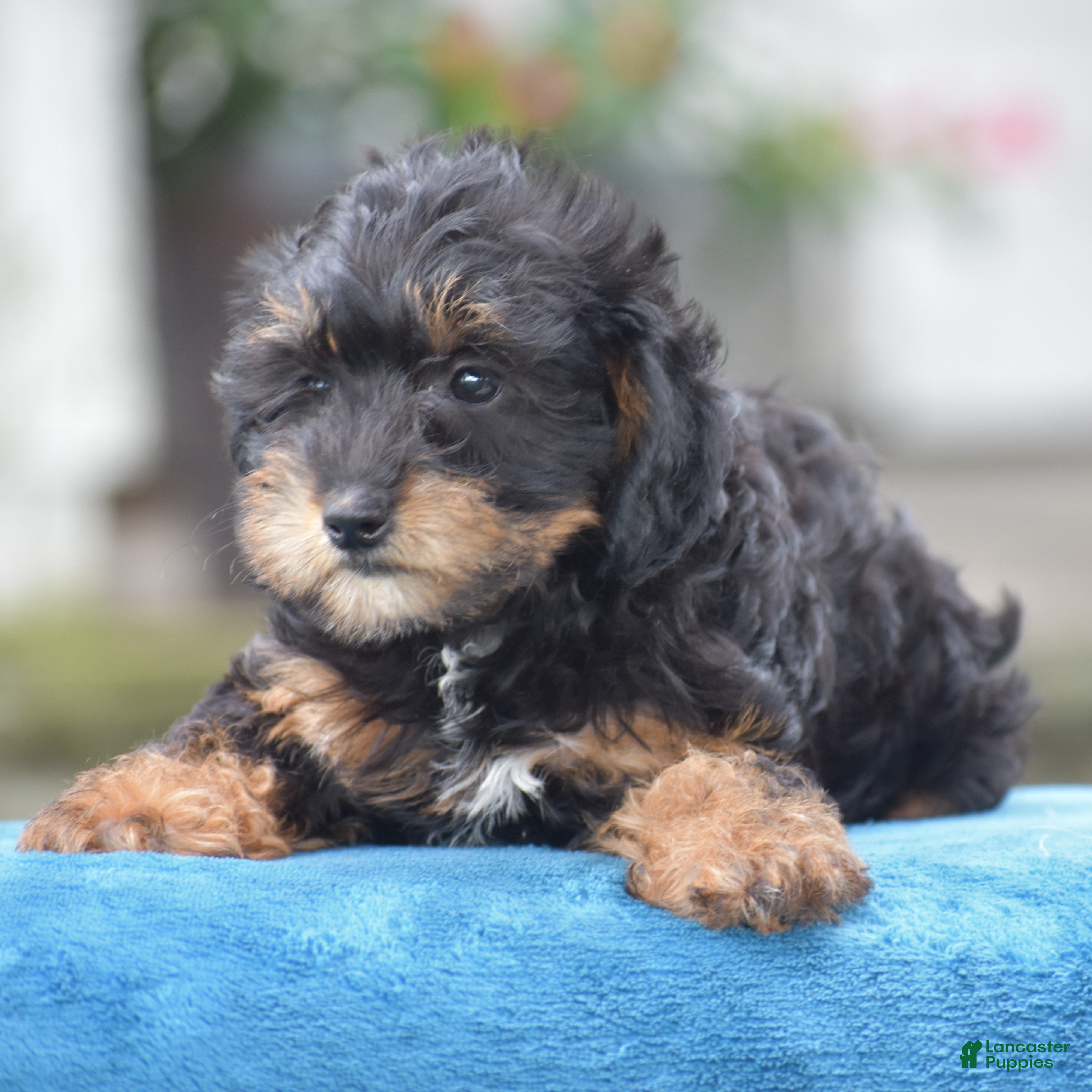 Yorkiepoo dogs Adora - Ad 2