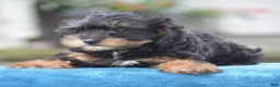 Yorkiepoo dogs for sale: Adora - Ad 6