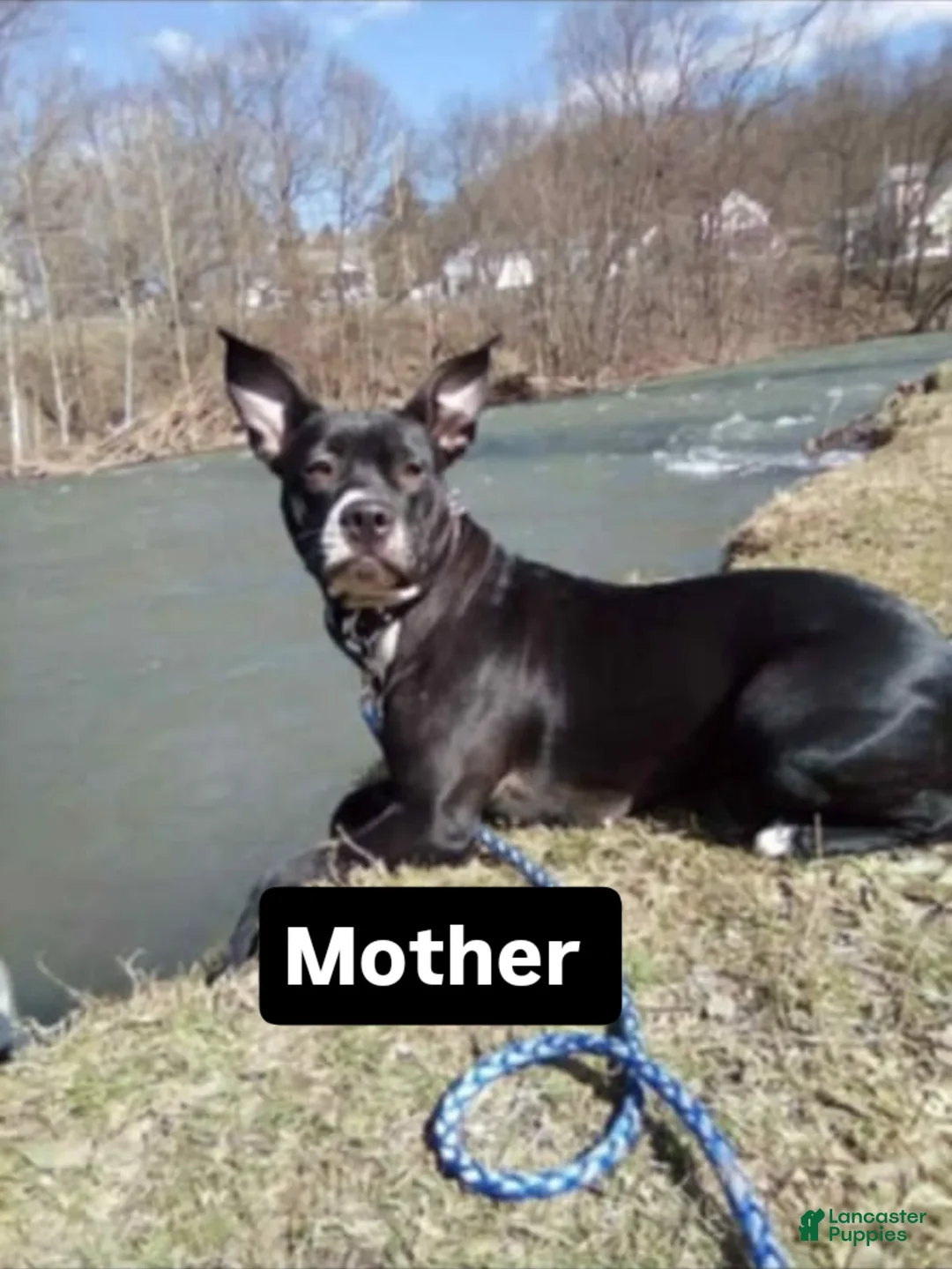 Mixed Breed dogs for sale: Mixed Breed Puppy 1 - Ad 2