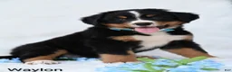 Bernese Mountain Dog dogs for sale: Waylon  - Ad 8