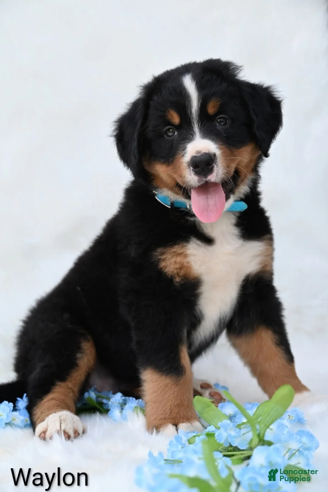 Bernese Mountain Dog dogs for sale: Waylon  - Ad 8