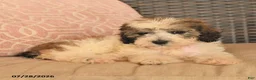 Miniature Poodle dogs for sale: Nutmeg - Ad 4