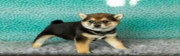Shiba Inu dogs for sale: Amy - Ad 4