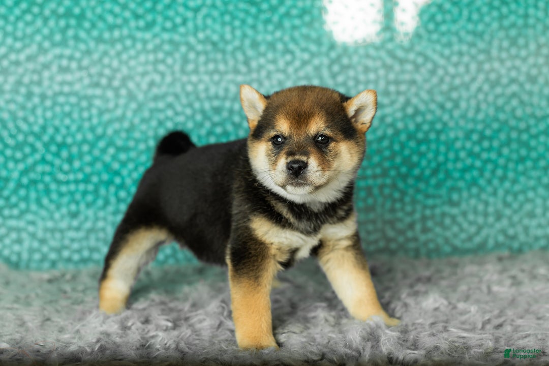 Shiba Inu dogs for sale: Amy - Ad 4