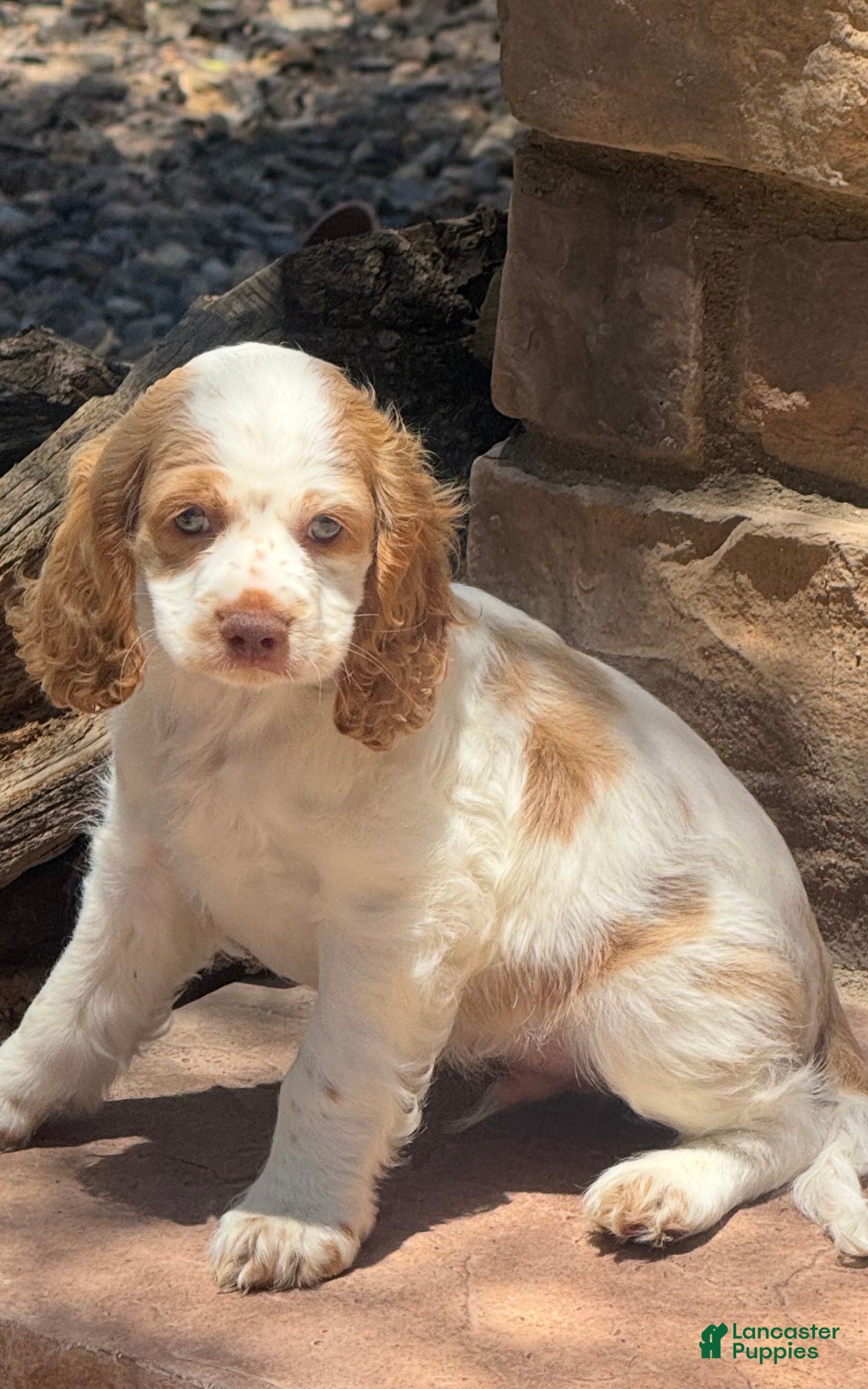 Cocker Spaniel dogs for sale: Cocker Spaniel 2 - Ad 2