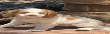 Cocker Spaniel 2
